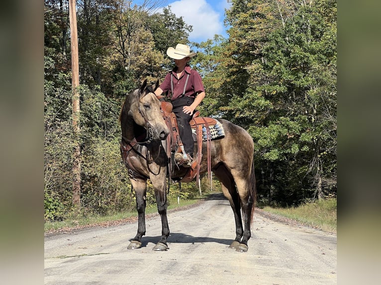 American Quarter Horse Gelding 5 years 15,2 hh Buckskin in Allenwood, PA