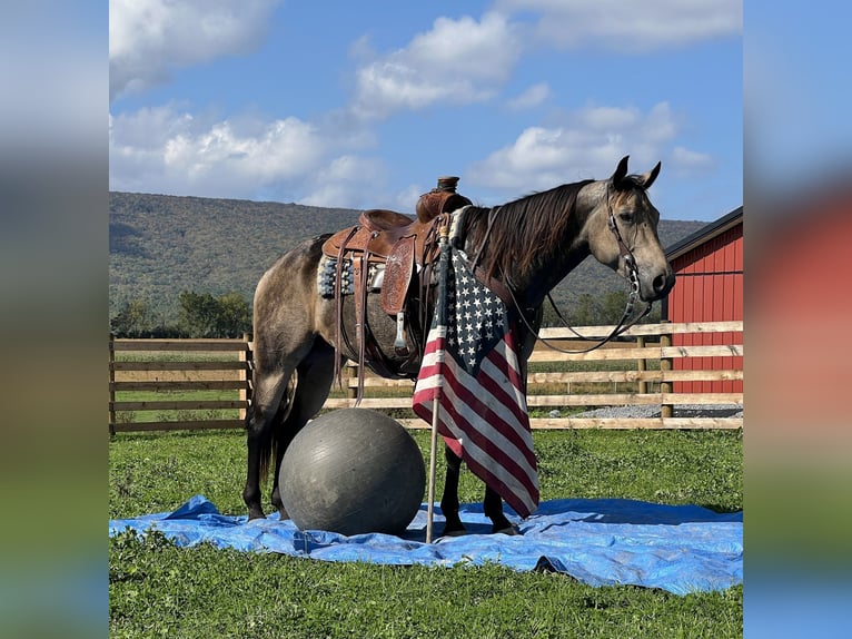 American Quarter Horse Gelding 5 years 15,2 hh Buckskin in Allenwood, PA