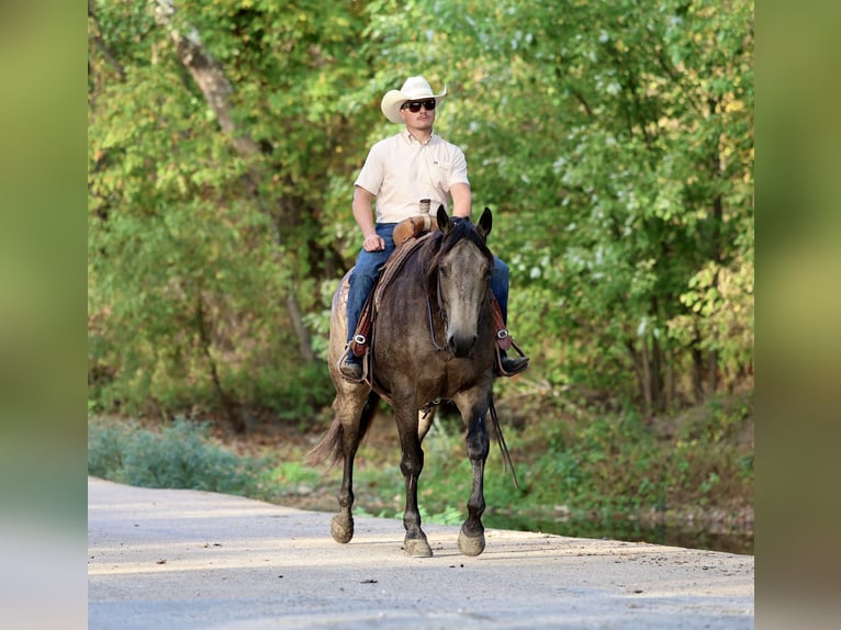 American Quarter Horse Gelding 5 years 15,2 hh Buckskin in Buffalo
