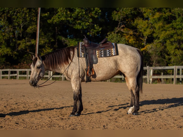 American Quarter Horse Gelding 5 years 15,2 hh Buckskin in Mayfield