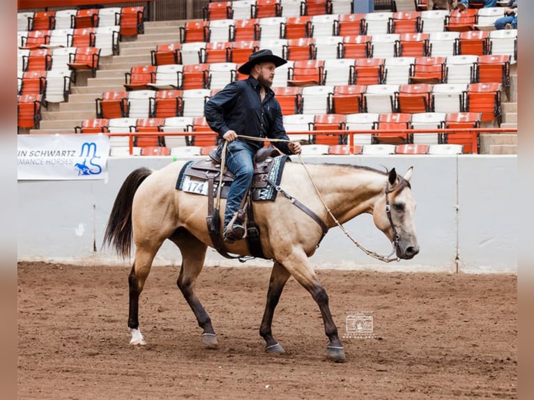 American Quarter Horse Gelding 5 years 15,2 hh Buckskin in Mayfield