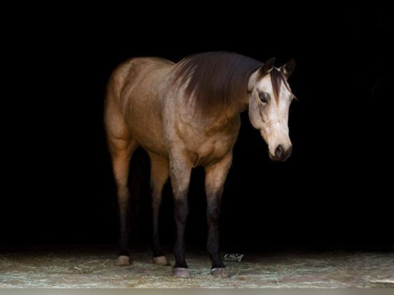 American Quarter Horse Gelding 5 years 15,2 hh Buckskin in Ravenna TX