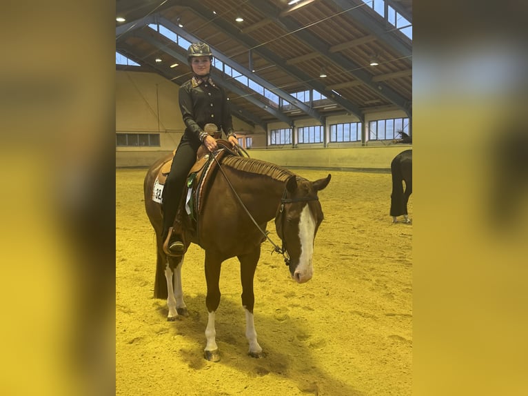 American Quarter Horse Gelding 5 years 15.2 hh Chestnut-Red in Poppichl
