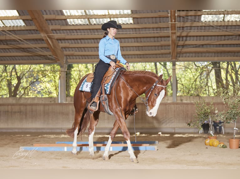 American Quarter Horse Gelding 5 years 15.2 hh Chestnut-Red in Poppichl