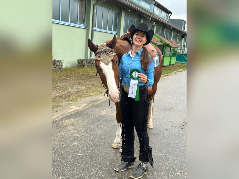 American Quarter Horse Gelding 5 years 15.2 hh Chestnut-Red in Poppichl
