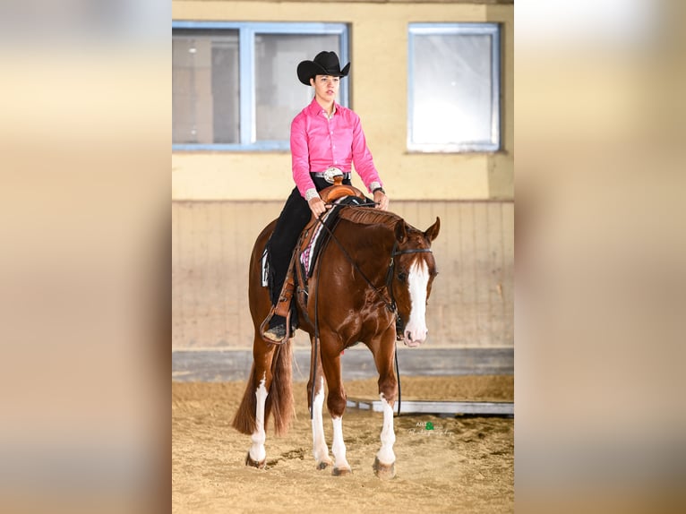 American Quarter Horse Gelding 5 years 15.2 hh Chestnut-Red in Poppichl