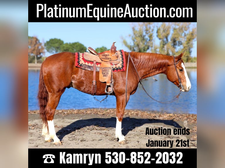 American Quarter Horse Gelding 5 years 15,2 hh Chestnut in Pleasant Grove CA