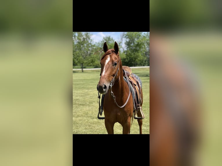 American Quarter Horse Gelding 5 years 15,2 hh Chestnut in Zearing IA