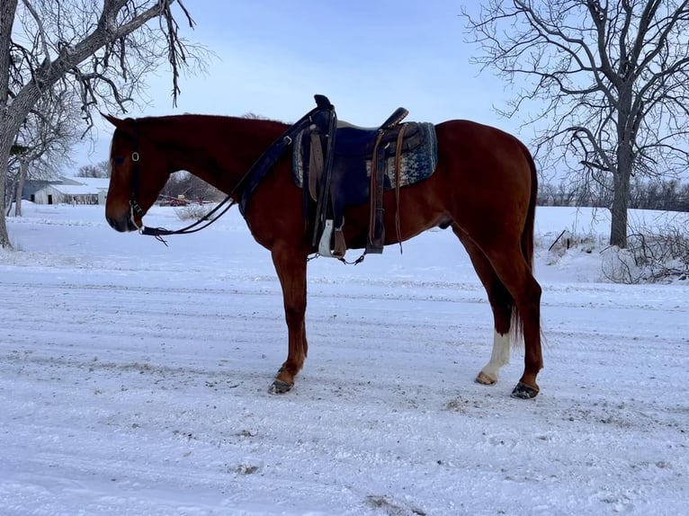 American Quarter Horse Gelding 5 years 15,2 hh Chestnut in Zearing IA