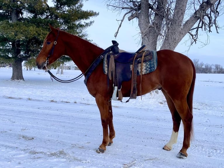 American Quarter Horse Gelding 5 years 15,2 hh Chestnut in Zearing IA