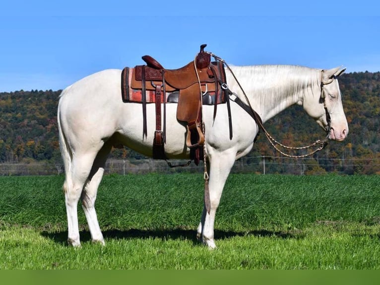 American Quarter Horse Gelding 5 years 15,2 hh Cremello in Rebersburg, PA