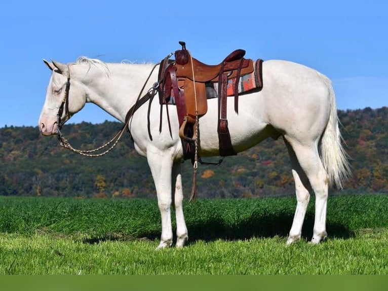 American Quarter Horse Gelding 5 years 15,2 hh Cremello in Rebersburg, PA