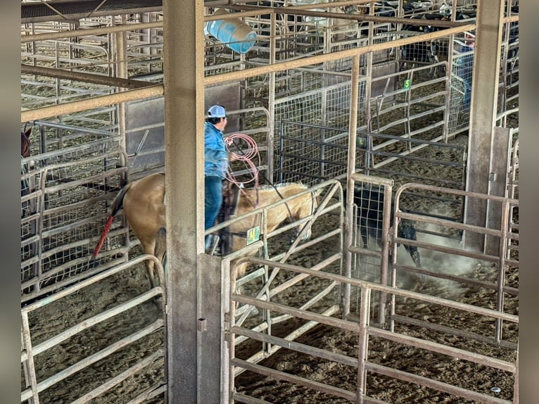 American Quarter Horse Gelding 5 years 15.2 hh Dun in Stephenville