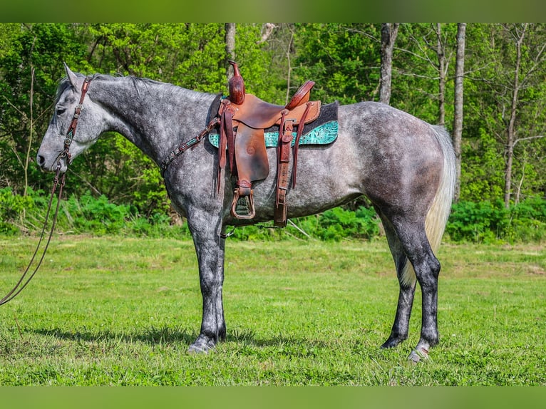 American Quarter Horse Gelding 5 years 15,2 hh Gray-Dapple in Flemingsburg Ky