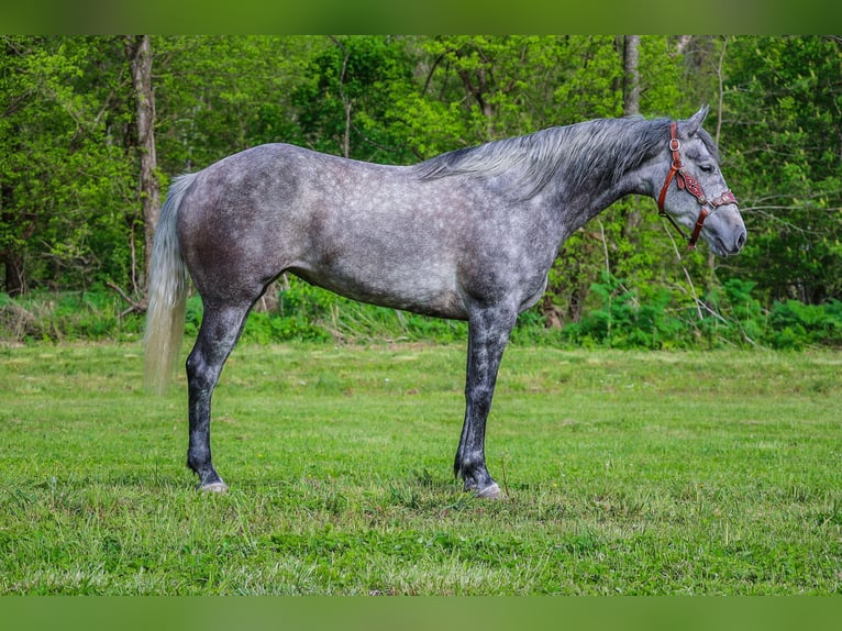 American Quarter Horse Gelding 5 years 15,2 hh Gray-Dapple in Flemingsburg Ky