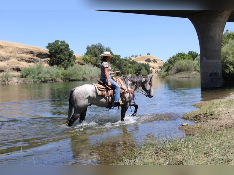American Quarter Horse Gelding 5 years 15,2 hh Gray in Waterford, CA