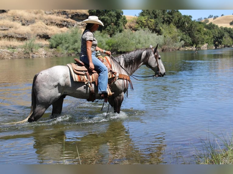 American Quarter Horse Gelding 5 years 15,2 hh Gray in Waterford, CA