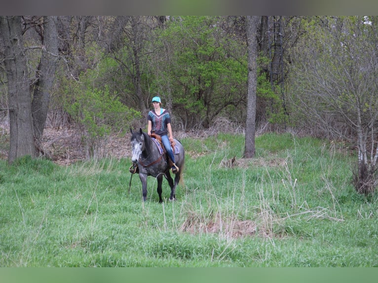 American Quarter Horse Gelding 5 years 15,2 hh Gray in Highland MI