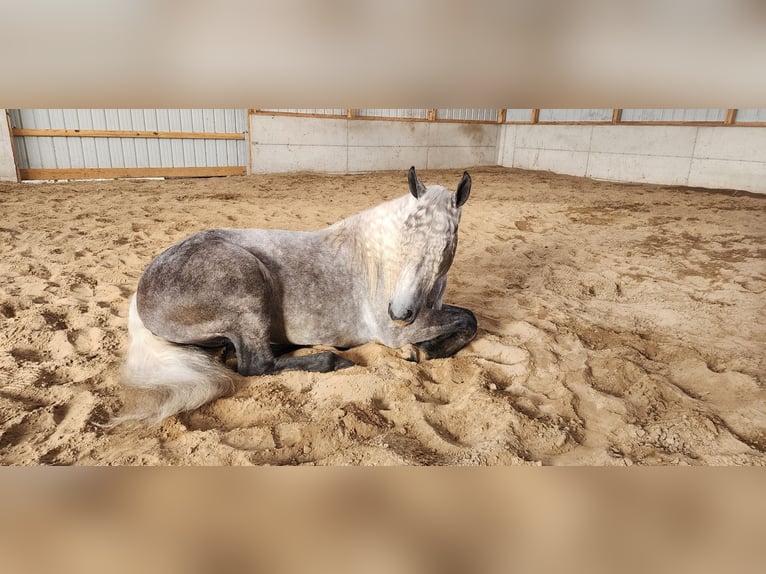 American Quarter Horse Mix Gelding 5 years 15,2 hh Gray in Camden, MI