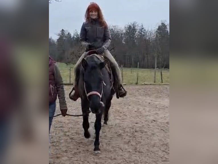 American Quarter Horse Gelding 5 years 15.2 hh Grey-Blue-Tan in Abtsgmünd