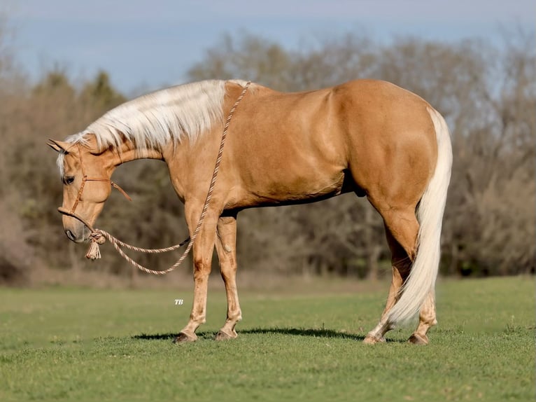 American Quarter Horse Gelding 5 years 15,2 hh Palomino in Weatherford