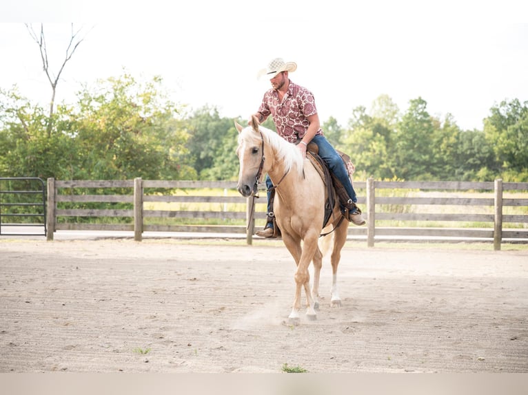 American Quarter Horse Gelding 5 years 15,2 hh Palomino in Middletown OH
