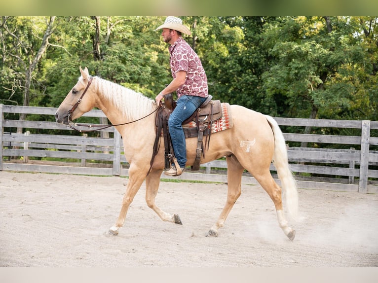 American Quarter Horse Gelding 5 years 15,2 hh Palomino in Middletown OH