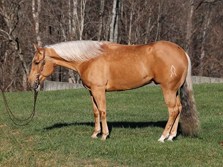 American Quarter Horse Gelding 5 years 15,2 hh Palomino in Mount Vernon, Ky