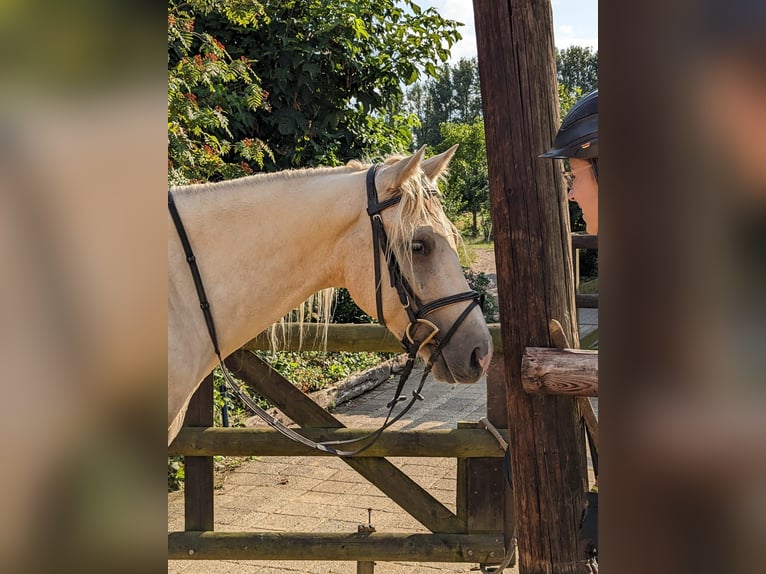 American Quarter Horse Gelding 5 years 15,2 hh Palomino in Straelen