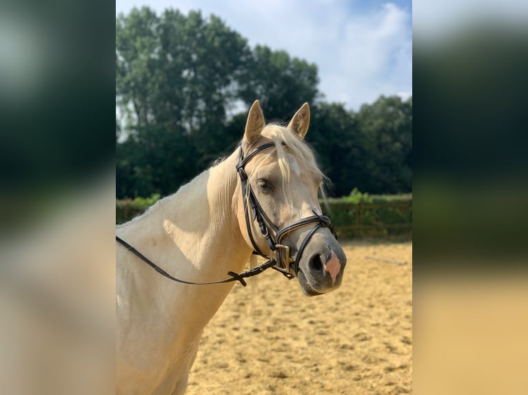 American Quarter Horse Gelding 5 years 15,2 hh Palomino in Straelen