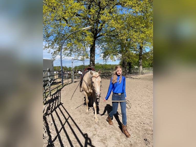 American Quarter Horse Gelding 5 years 15,2 hh Palomino in Straelen