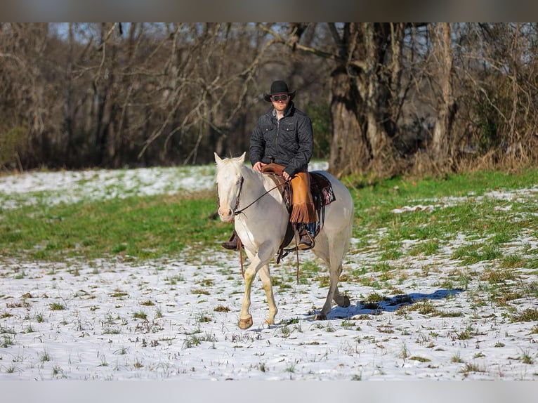 American Quarter Horse Gelding 5 years 15,2 hh Perlino in Santa Fe TN