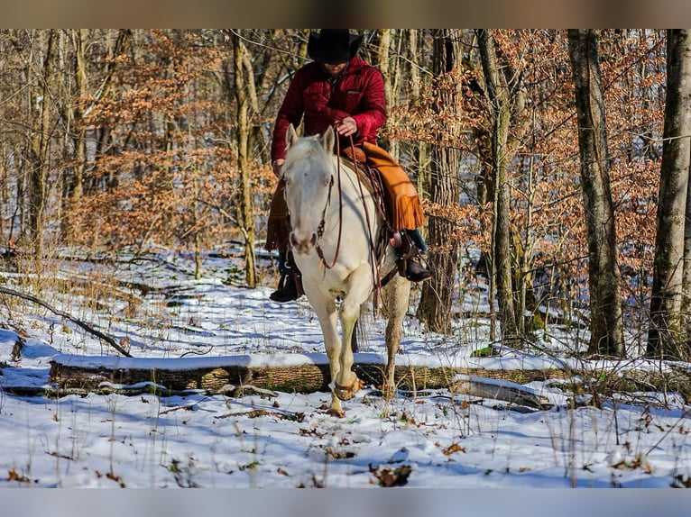 American Quarter Horse Gelding 5 years 15,2 hh Perlino in Santa Fe TN