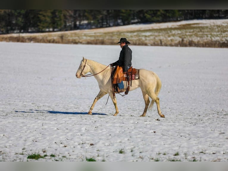 American Quarter Horse Gelding 5 years 15,2 hh Perlino in Santa Fe TN