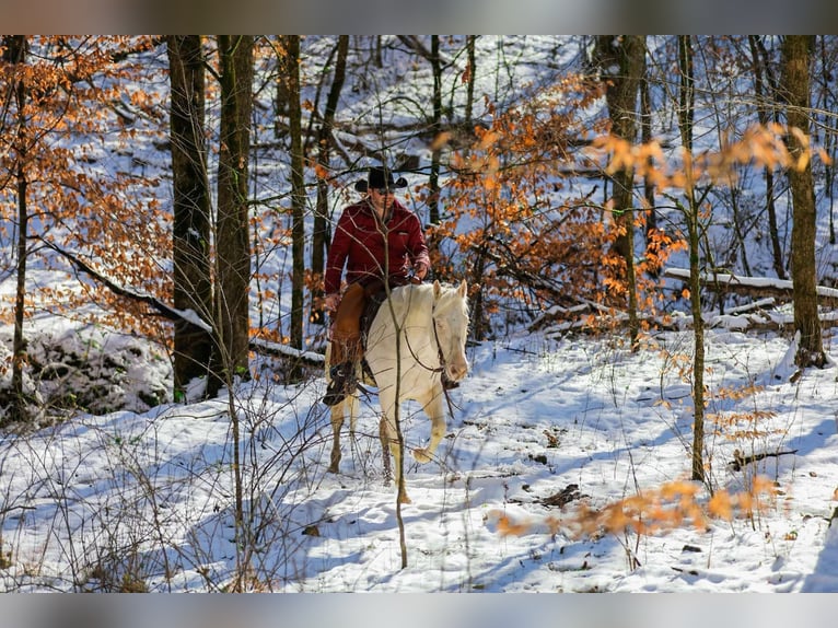 American Quarter Horse Gelding 5 years 15,2 hh Perlino in Santa Fe TN