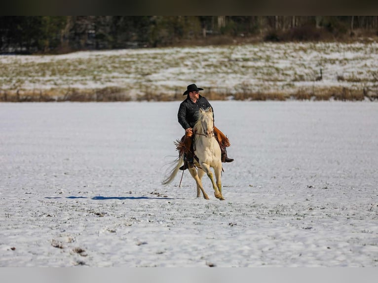 American Quarter Horse Gelding 5 years 15,2 hh Perlino in Santa Fe TN