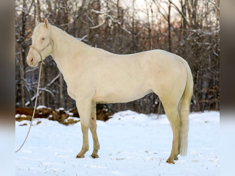 American Quarter Horse Gelding 5 years 15,2 hh Perlino in Santa Fe TN