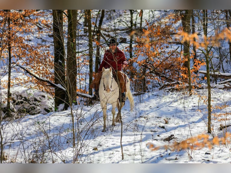 American Quarter Horse Gelding 5 years 15,2 hh Perlino in Santa Fe TN