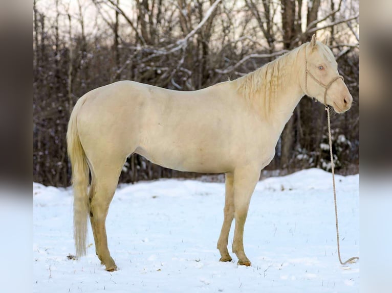 American Quarter Horse Gelding 5 years 15,2 hh Perlino in Santa Fe TN