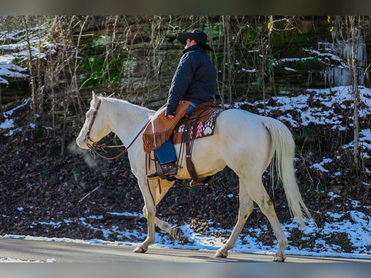 American Quarter Horse Gelding 5 years 15,2 hh Perlino in Santa Fe TN