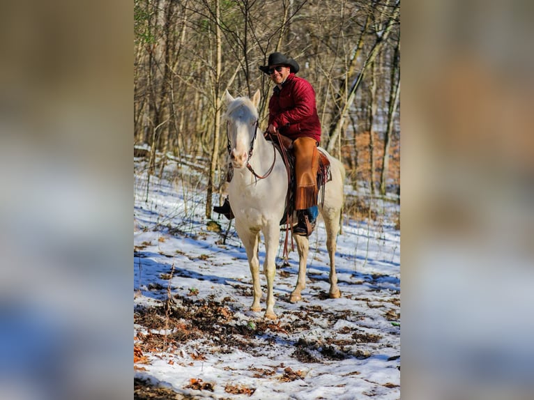 American Quarter Horse Gelding 5 years 15,2 hh Perlino in Santa Fe TN