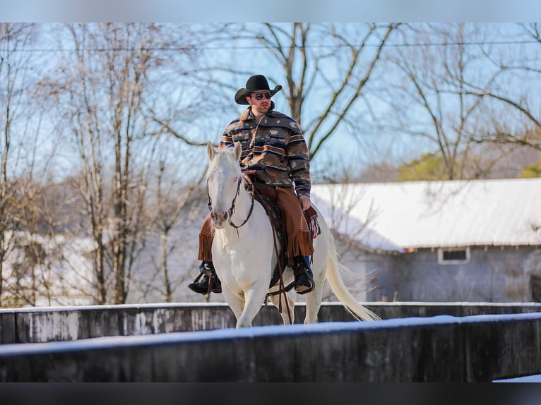 American Quarter Horse Gelding 5 years 15,2 hh Perlino in Santa Fe TN