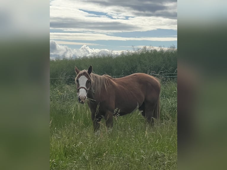 American Quarter Horse Mix Gelding 5 years 15.2 hh Pinto in Ecklingerode