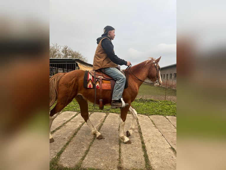 American Quarter Horse Mix Gelding 5 years 15.2 hh Pinto in FernaKaltohnfeld
