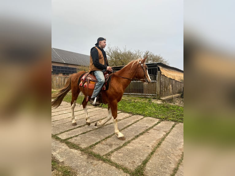 American Quarter Horse Mix Gelding 5 years 15.2 hh Pinto in FernaKaltohnfeld