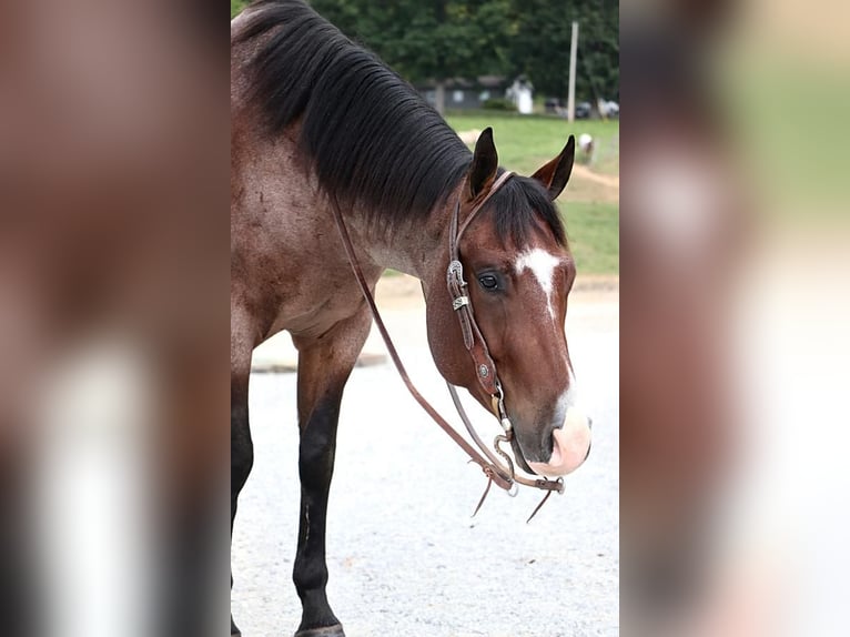 American Quarter Horse Gelding 5 years 15,2 hh Roan-Bay in Dundee