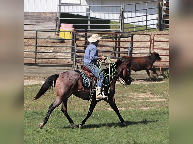 American Quarter Horse Gelding 5 years 15,2 hh Roan-Bay in Dundee