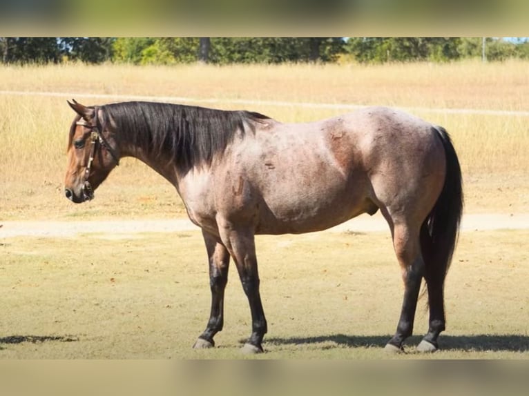 American Quarter Horse Gelding 5 years 15,2 hh Roan-Bay in Lawton, OK