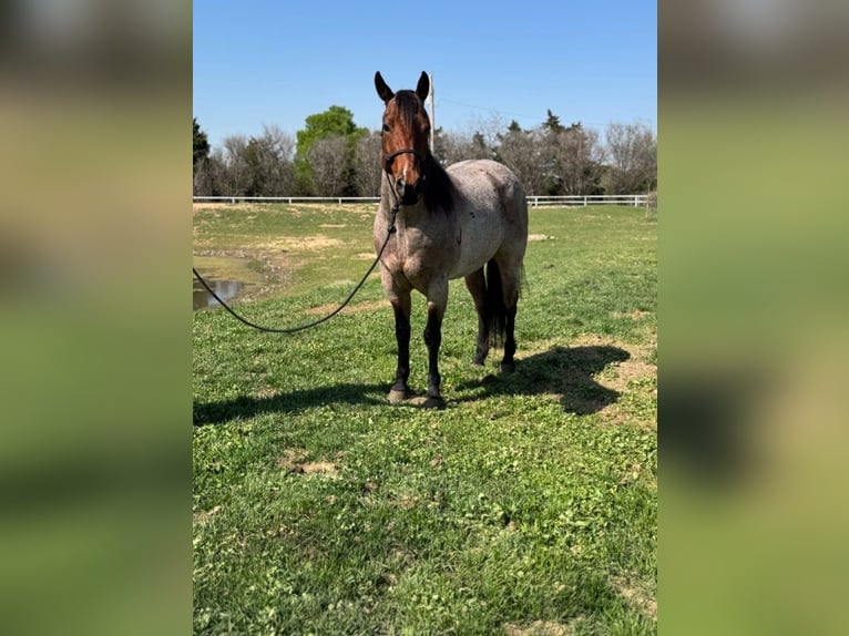 American Quarter Horse Gelding 5 years 15,2 hh Roan-Bay in Lawton, OK
