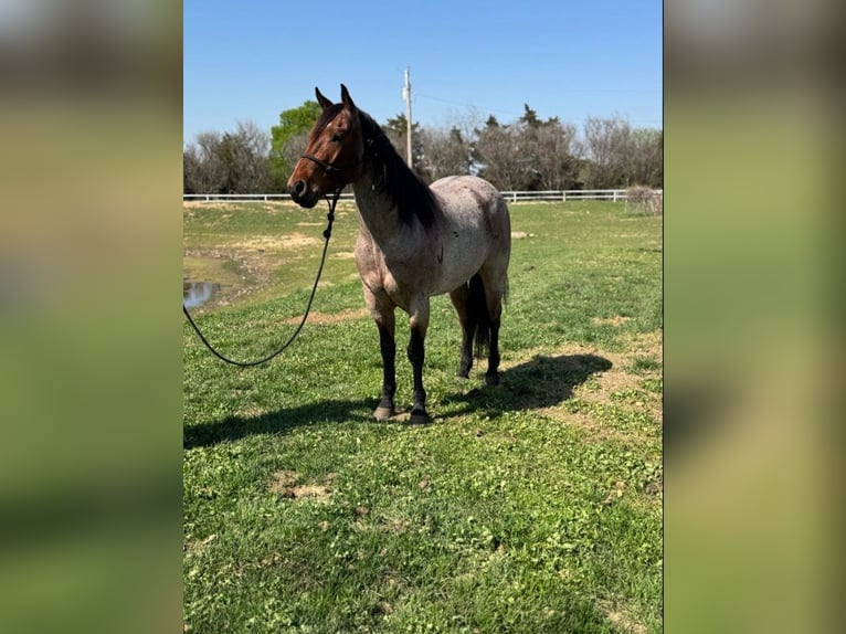 American Quarter Horse Gelding 5 years 15,2 hh Roan-Bay in Lawton, OK